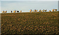 Sheep, Branton Buildings