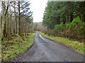 Road in Bowmont Forest