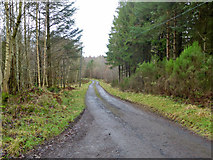 NT7328 : Road in Bowmont Forest by Robin Webster