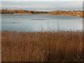 SE3317 : Reeds, Pugneys Country Park by Christine Johnstone