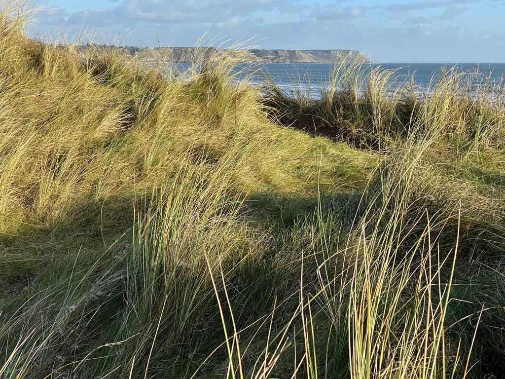 marram-grass-alan-hughes-cc-by-sa-2-0-geograph-britain-and-ireland