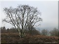 SK2463 : Birch tree - New Year's Day 2020 by David Lally