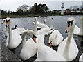 Swans on Roath Park Lake