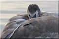 Cygnet at Balgavies Loch