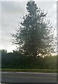 Tree by Harborough Road, Hanging Houghton