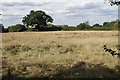 Field near South Hanningfield