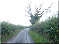 Dead Tree, but green with ivy