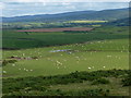 Sheep at Morfa