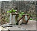 Watering cans, Wild Place