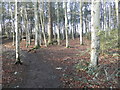 Woodland path, Lochardil