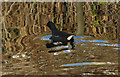 Moorhen in the Forth and Clyde Canal at Westerton