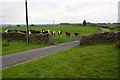 Cows ahead, on Tod Holes Lane