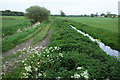 Shapwick Moor Rhyne