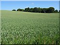 Wheat field on Gornogrove Farm