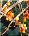 SX9268 : Bryony berries near Maidencombe by Derek Harper