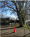 Sturton Street: plane trees and winter sunlight