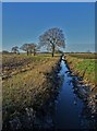 West Moor Drain south of Hatfield Woodhouse