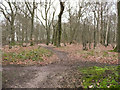 Path in New Wood, Old Knebworth