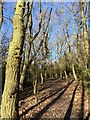 Woodland pathway