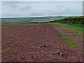 Farmland near Herbrandston