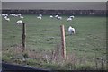 Sheep by Chorley Road, West Wycombe