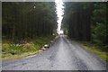 NX5573 : Southbound logging road, Bennan Block by Richard Webb