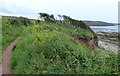 SM8507 : Pembrokeshire Coast Path at Sandy Haven by Mat Fascione