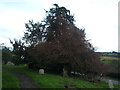 SO6562 : Yew Tree at St. Peter's Church (Stoke Bliss) by Fabian Musto