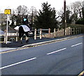 Horse and rider on the Dulais Road pavement, Seven Sisters