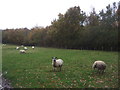 Sheep grazing near Essington