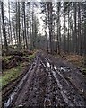 NH5936 : Track in Torr Wood by valenta