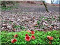 Scarlet Elf Cup (Sarcoscypha coccinea or austriaca), Heddon Common