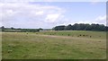 Cattle near Lough House