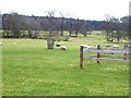 Sheep and parkland at Bywell Park