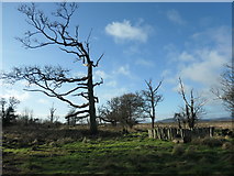 NX9255 : Dying tree and sundial stockade, Mersehead plantation by Christine Johnstone