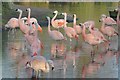 SO7104 : Flamingos at Slimbridge by Philip Halling