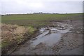 Winter cereals, Kinglassie