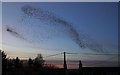 A starling murmuration at Hadden Farm Cottages