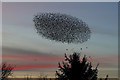 A starling murmuration at Hadden Farm Cottages