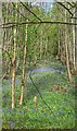 Bluebell wood near Burton Mill Pond, West Sussex