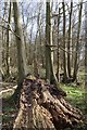 TL5200 : Fallen Tree in Icehouse Wood by Glyn Baker