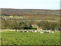 Rough pastures between Middle Farm and Greenhead Farm