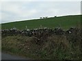 Sheep on a hillside, south of Bogknowe