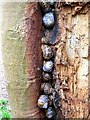 Hibernating snails in hollow tree-trunk