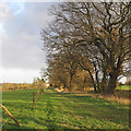 Line of Trees, Longfield Shaw, Bumble