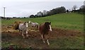 Horses and paddocks on the edge of Kidderminster