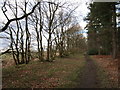 Path along the edge of Stapleford Wood