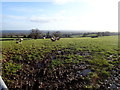 Grazing sheep at Pant Glas