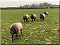 Curious sheep