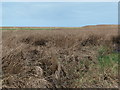 Salt marsh at Gayton Cottage